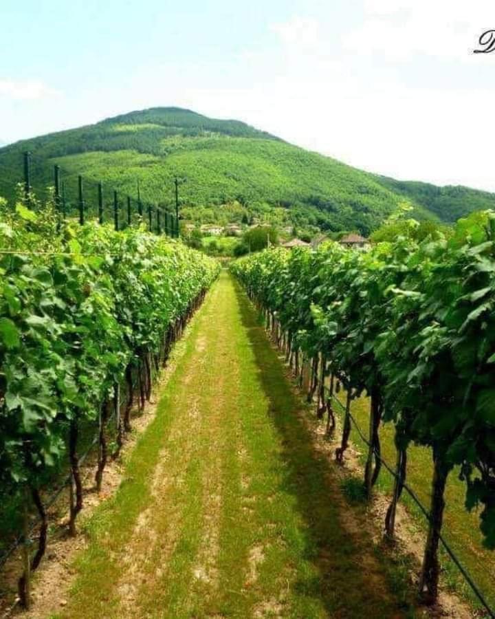 Villa Radica Negotino  Εξωτερικό φωτογραφία